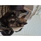 2026 Volkswagen Golf VIII Lim. 1.5 eTSI 110 kW Energy